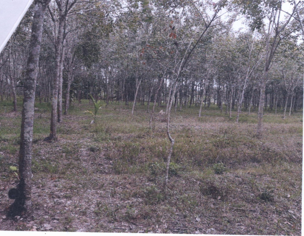 Residential land/lot Phatthalung Mueang Phatthalung Tha Khae 274995