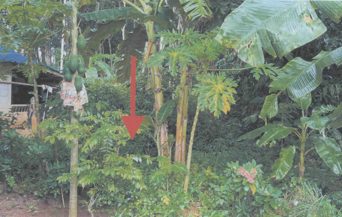 Residential land/lot Nakhon Si Thammarat Thung Song Tham Yai 81300