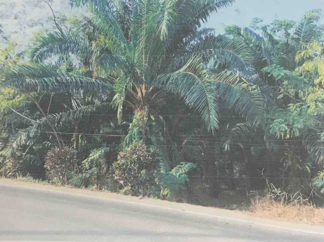ที่ดินเปล่า ระนอง กระบุรี ลำเลียง 609700