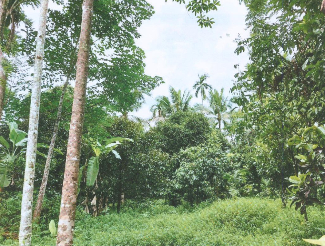 Residential land/lot Nakhon Si Thammarat Lan Saka Khun Thale 355200