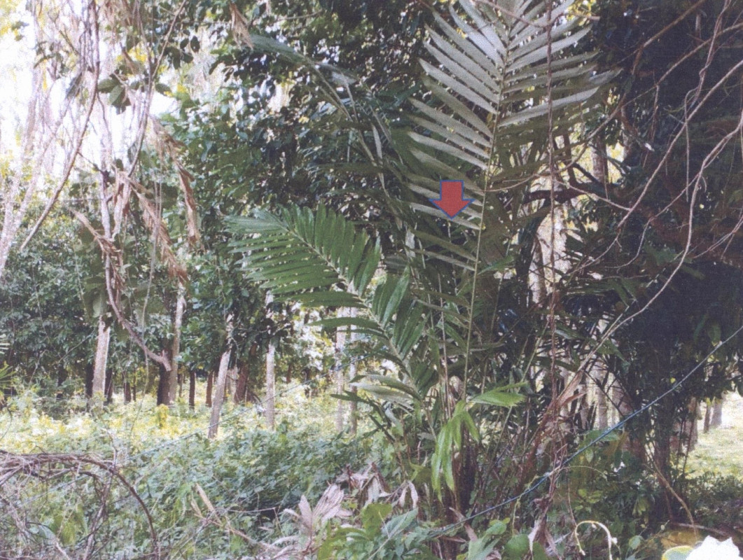 Residential land/lot Yala Raman Ke Ro 382200