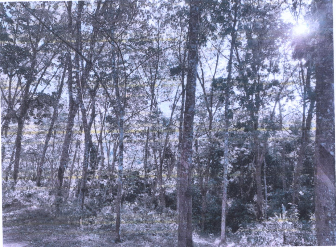 Residential land/lot Yala Yaha La-Ae 1039296