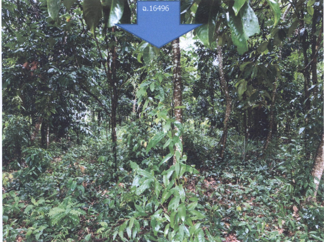 Residential land/lot Phatthalung Kong Ra Khlong Sai Khao 59371