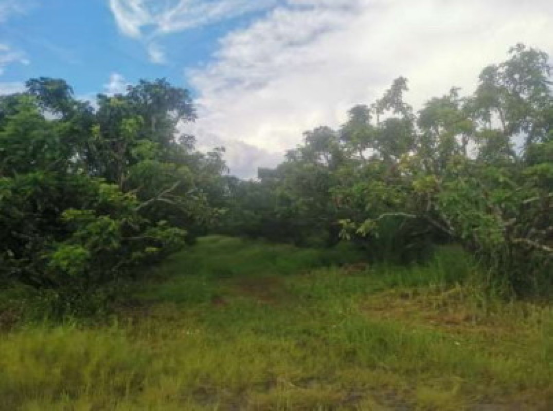 Residential land/lot Chiang Rai Thoeng Ngao 53520