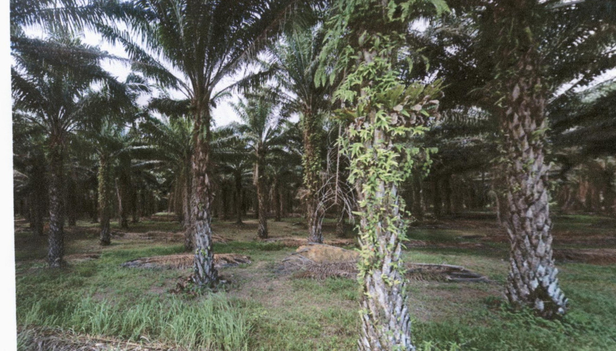 Residential land/lot Chumphon Thung Tako Thung Takhrai 3003110