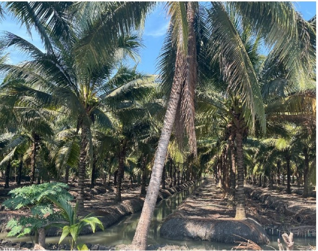 Residential land/lot Ratchaburi Damnoen Saduak Damnoen Saduak 261000