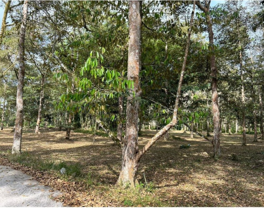 ที่ดินเปล่า สุราษฎร์ธานี บ้านนาสาร ท่าชี 881316