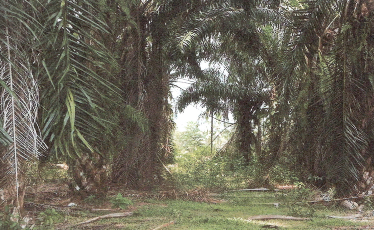 Residential land/lot Phatthalung Bang Kaeo Tha Maduea 24947