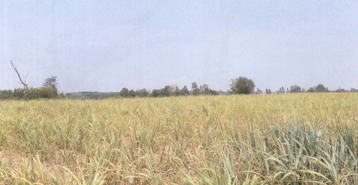 ที่ดินเปล่า กาฬสินธุ์ หนองกุงศรี หนองสรวง 660000