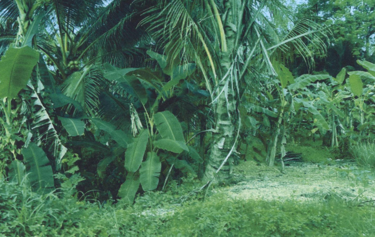 Residential land/lot Yala Mueang Yala Na Tham 172800