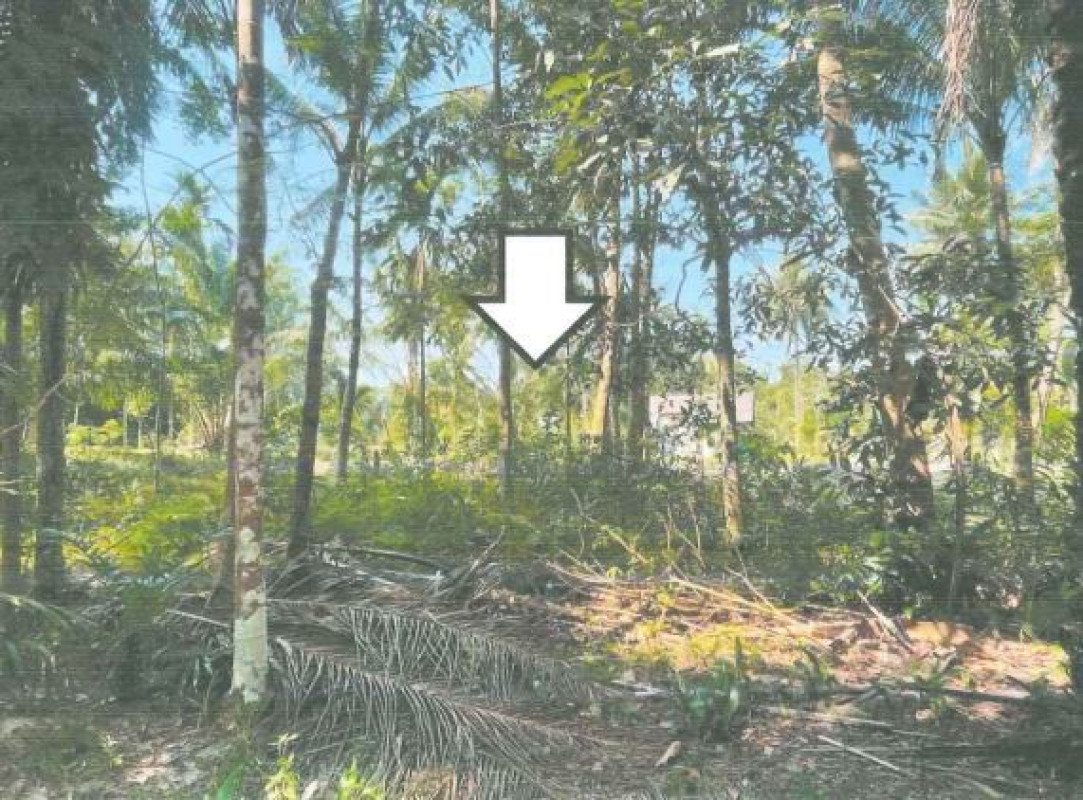 Residential land/lot Nakhon Si Thammarat Sichon Thung Prang 62250