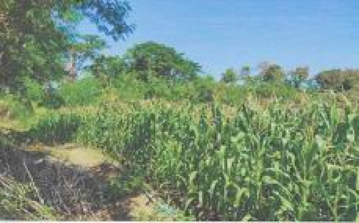 Residential land/lot Phetchabun Mueang Phetchabun Rawing 39760