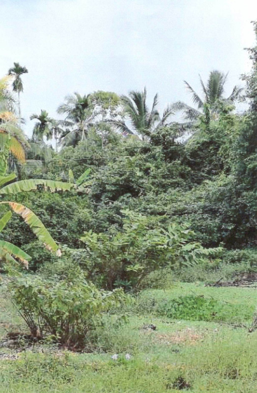 Residential land/lot Nakhon Si Thammarat Mueang Nakhon Si Thammarat Tha Ruea 280280