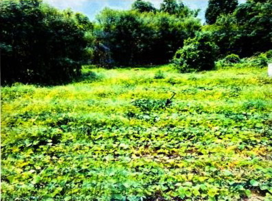 Residential land/lot Sing Buri Bang Rachan Mai Dat 287872