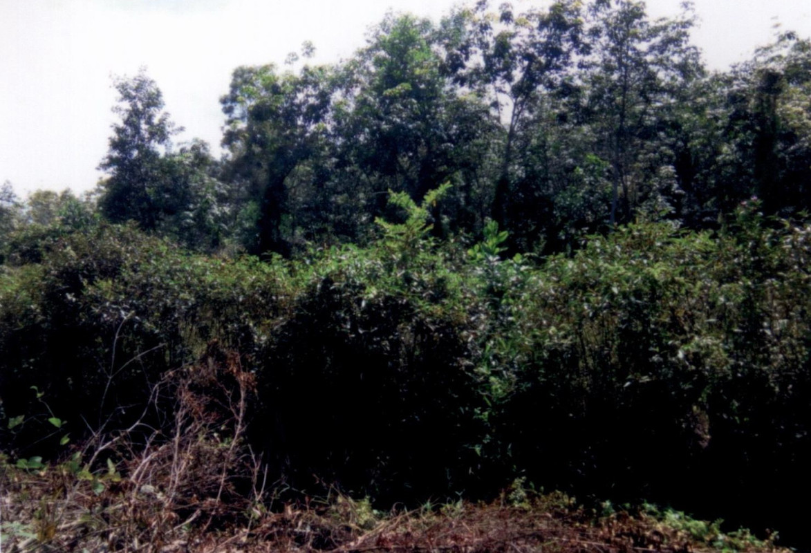 Residential land/lot Phatthalung Pak Phayun Ko Nangkham 250000