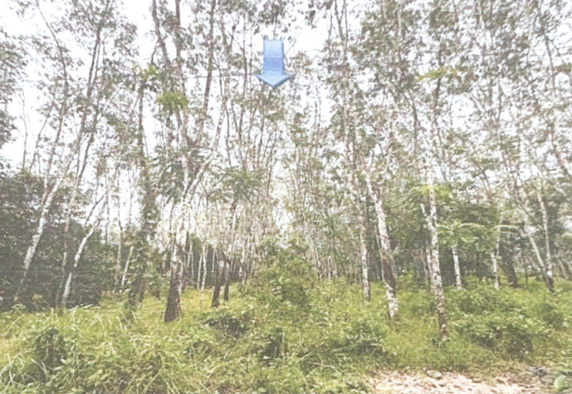 Residential land/lot Phatthalung Kong Ra Khlong Cha Loem 497640