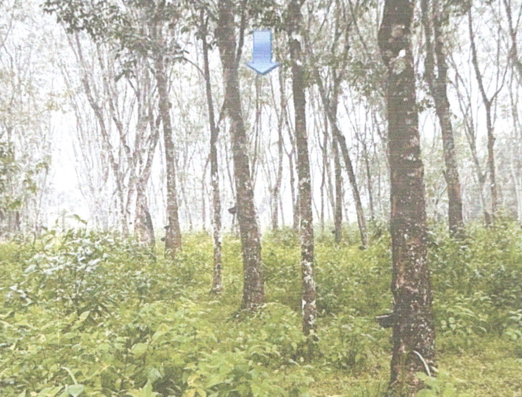 Residential land/lot Phatthalung Kong Ra Khlong Cha Loem 488520
