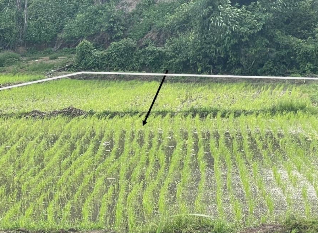 Residential land/lot Chiang Mai Samoeng Samoeng Tai 70700