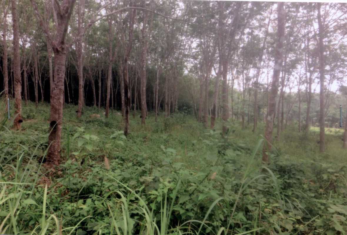 Residential land/lot Phatthalung Khao Chaison Khok Muang 851410