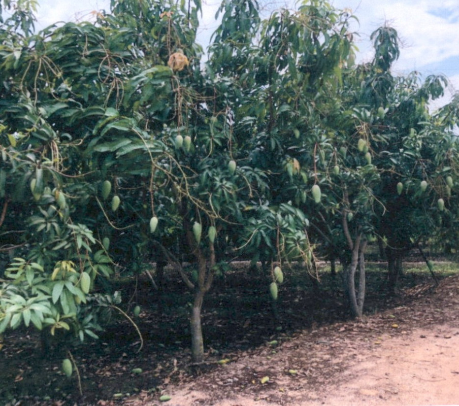 Residential land/lot Chiang Mai Doi Lo Yang Khram 239500