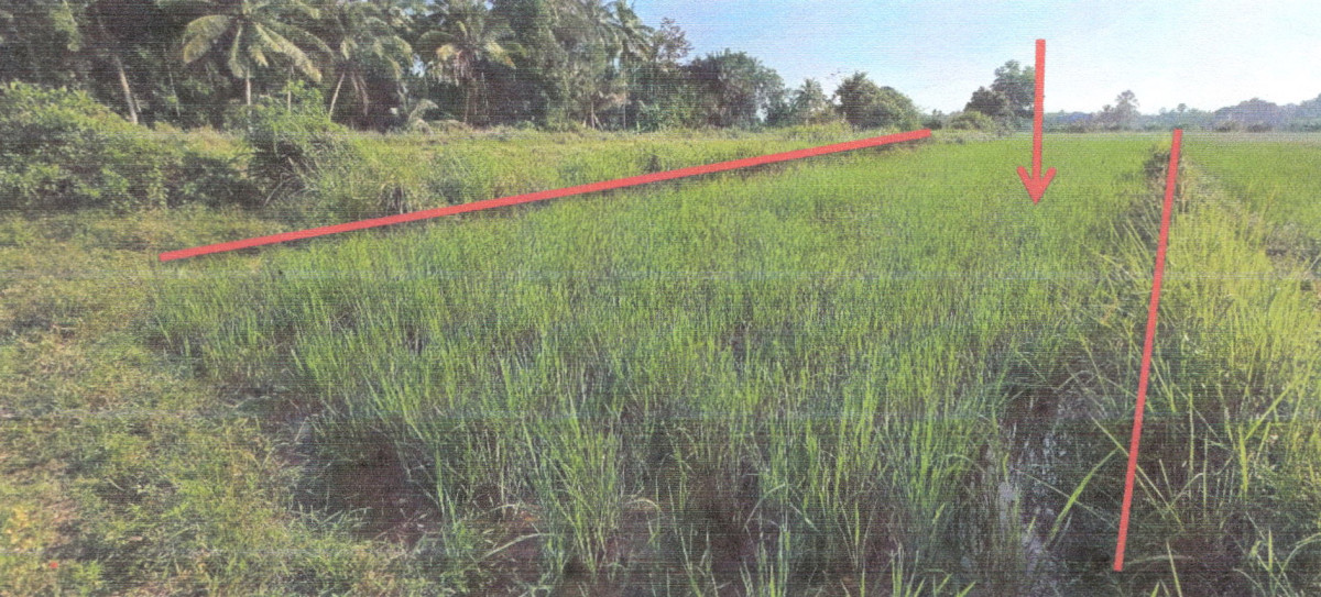 Residential land/lot Phatthalung Pa Phayom Ban Prow 621460