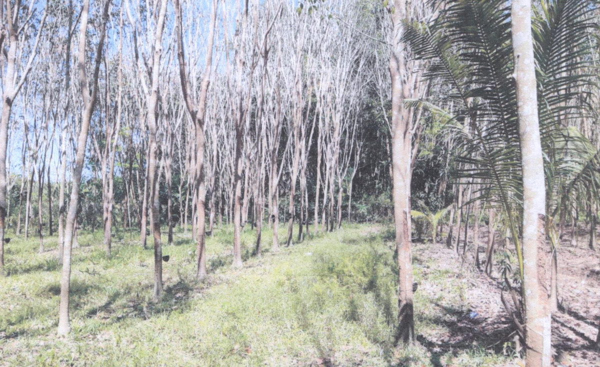 Residential land/lot Phatthalung Khao Chaison Han Pho 52050