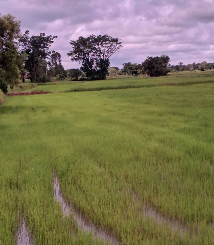 ที่ดินเปล่า ร้อยเอ็ด จตุรพักตรพิมาน เมืองหงส์ 188100