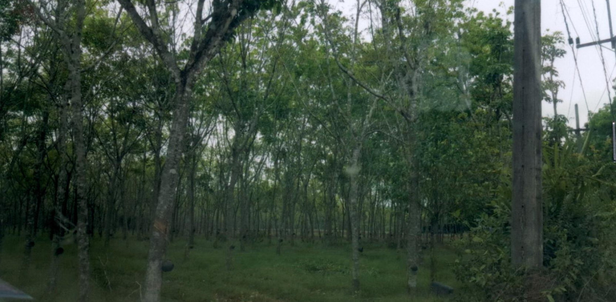 Residential land/lot Phatthalung Pa Bon Wang Mai 226500