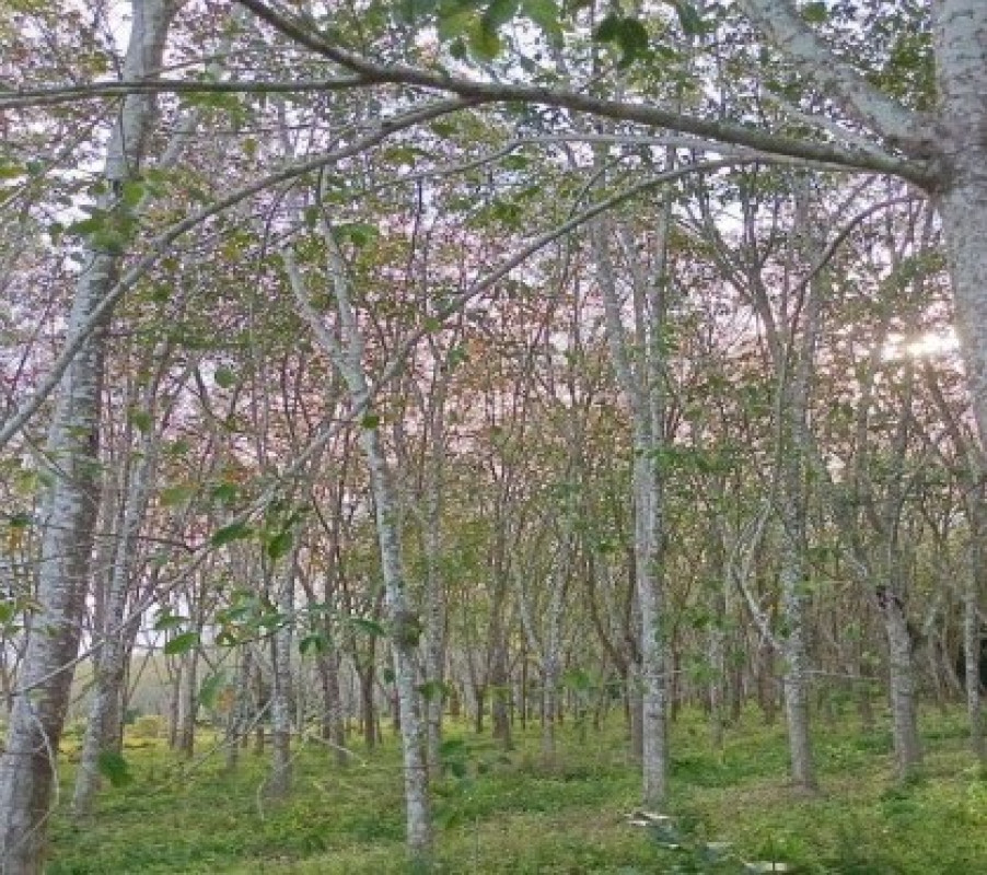 Residential land/lot Songkhla Na Thawi Tha Pradu 1560520