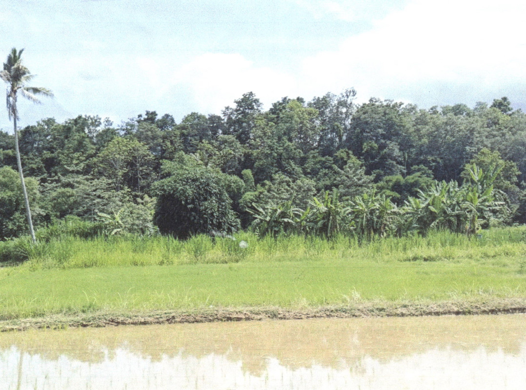 Residential land/lot Nan Wiang Sa Tan Chum 202745