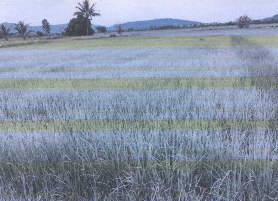 ที่ดินเปล่า ปัตตานี ปะนาเระ ดอน 51862
