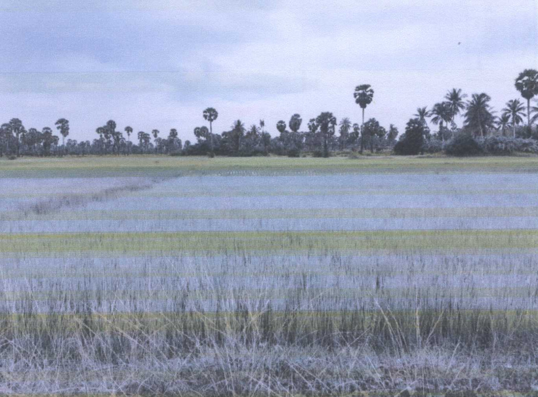 Residential land/lot Pattani Panare Don 104400