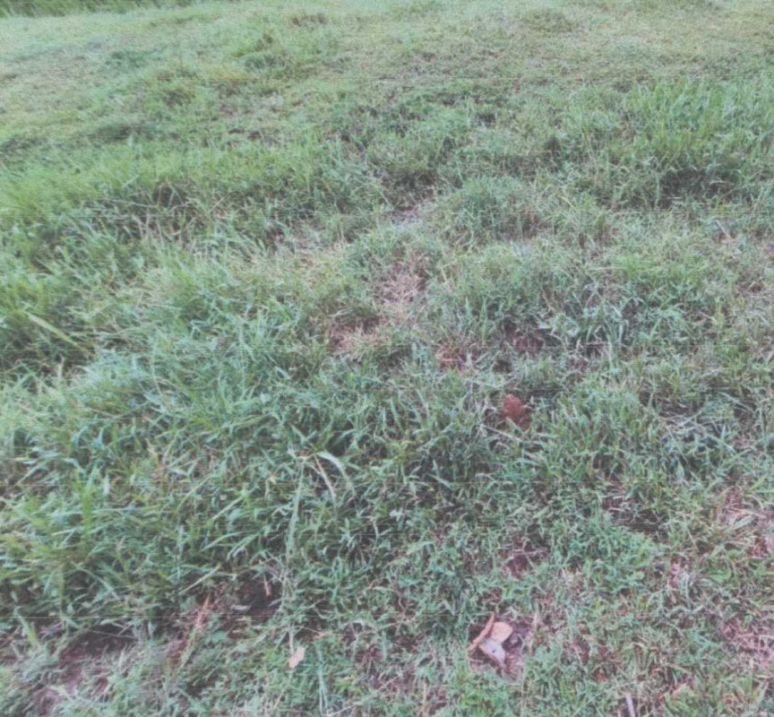 Residential land/lot Pattani Khok Pho Na Pradu 57092