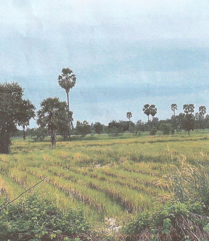 Residential land/lot Sukhothai Khiri Mat Thung Luang 359400