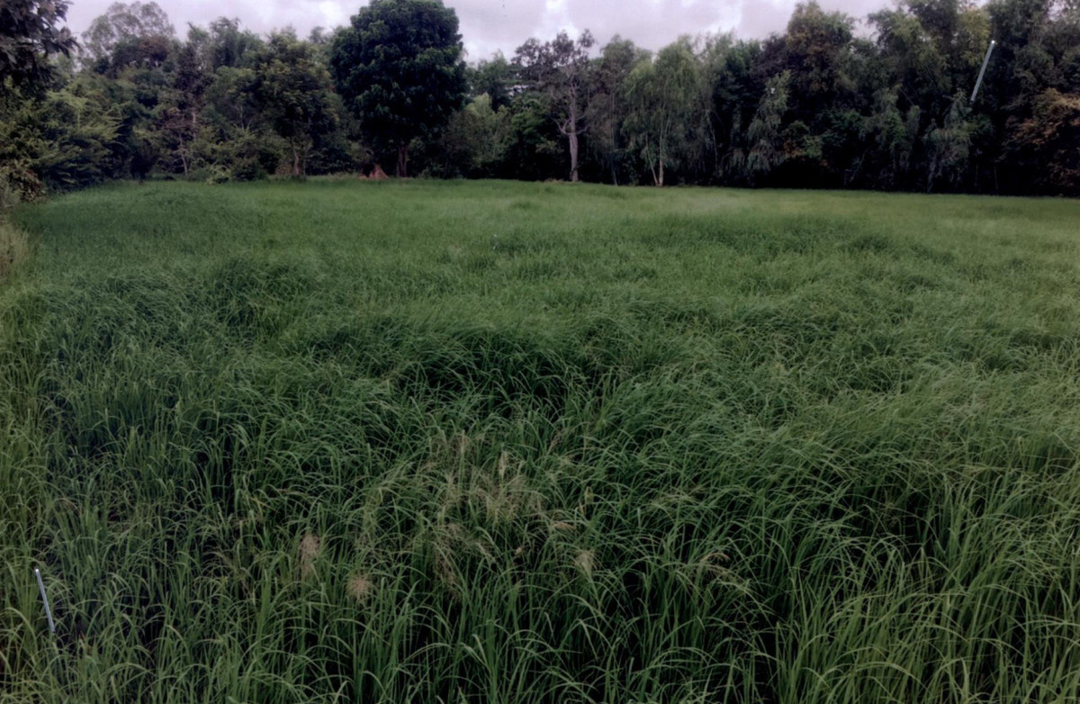 ที่ดินเปล่า อุบลราชธานี ตระการพืชผล นาพิน 123020