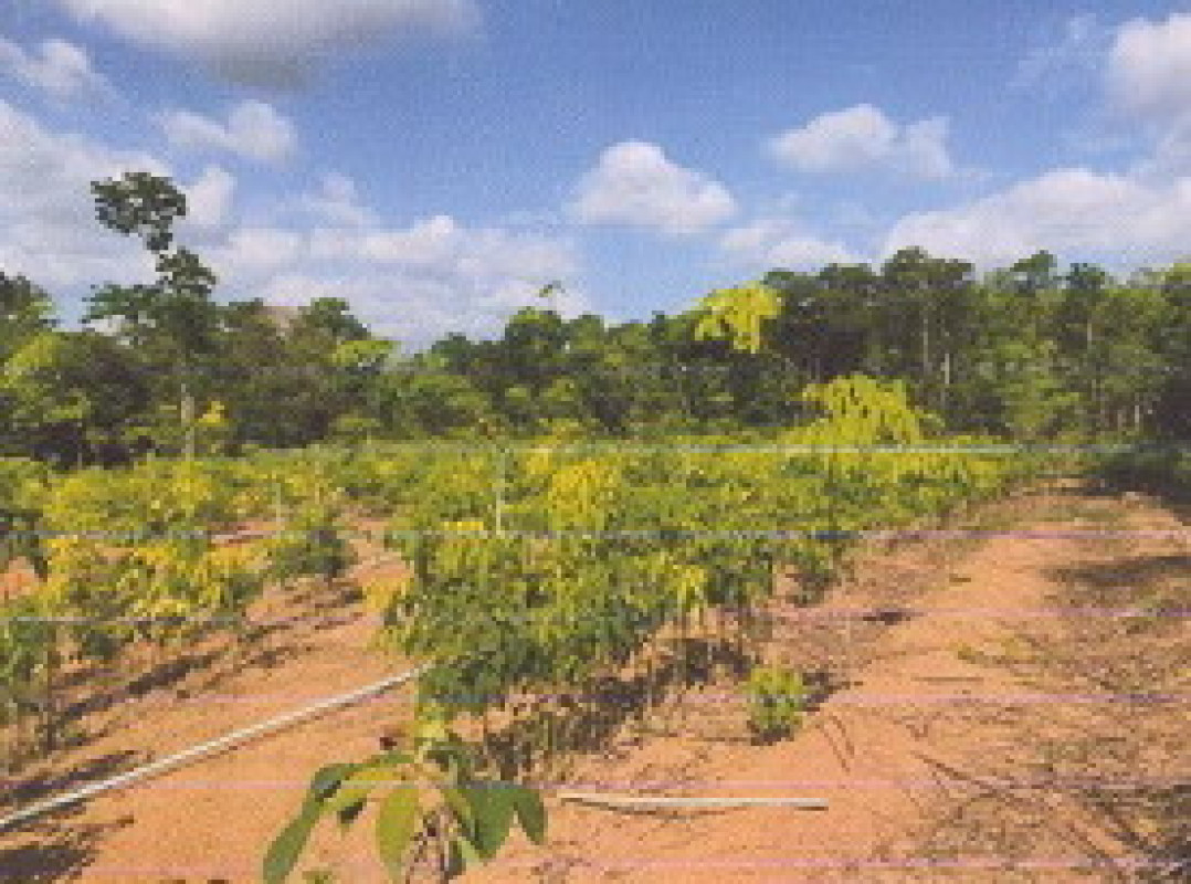 ที่ดินเปล่า ตรัง ปะเหลียน ท่าพญา 940125