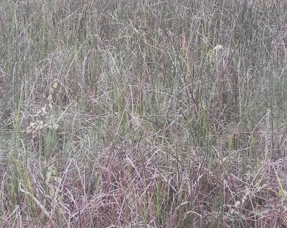 Residential land/lot Pattani Nong Chik Dato 51480