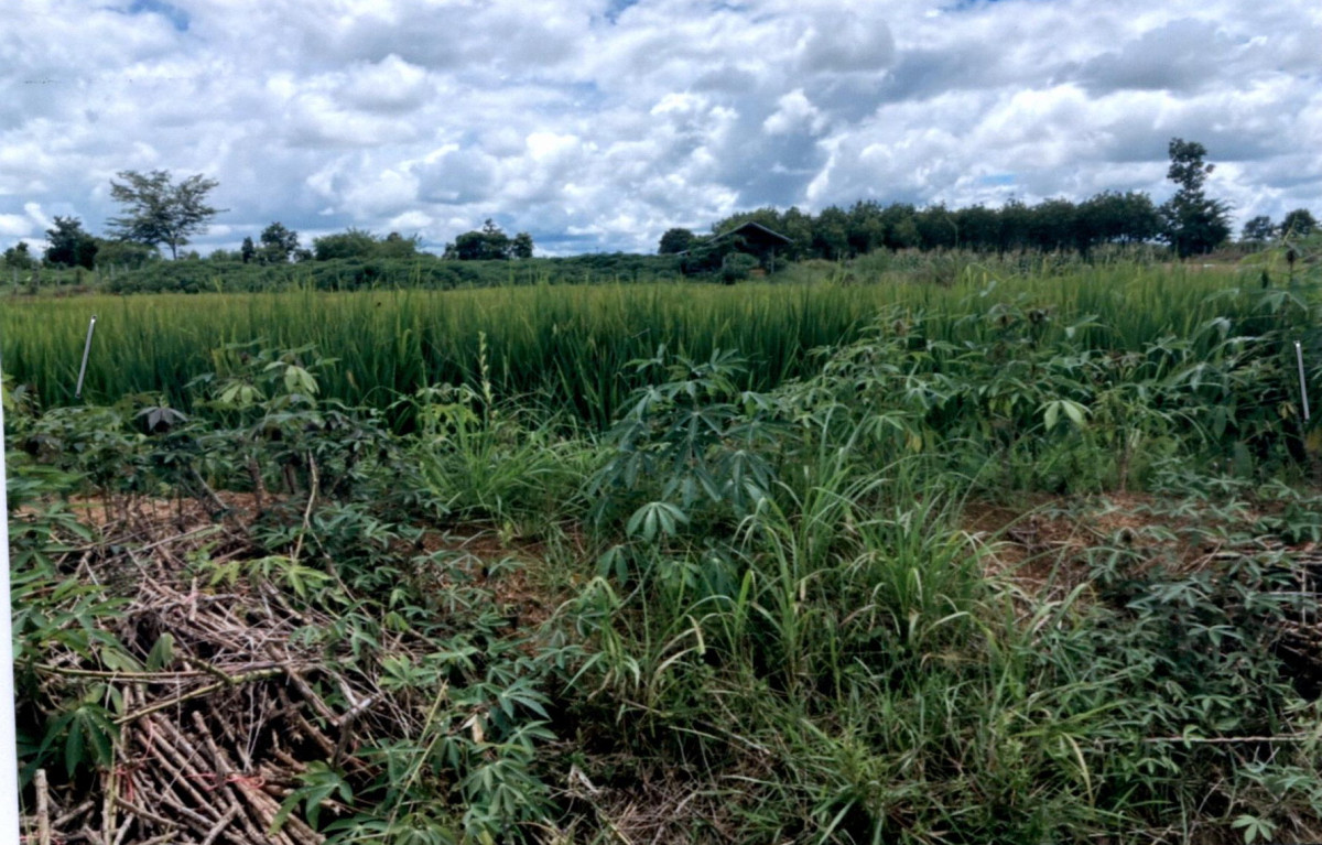 Residential land/lot Ubon Ratchathani Si Mueang Mai Kaeng Kok 20000