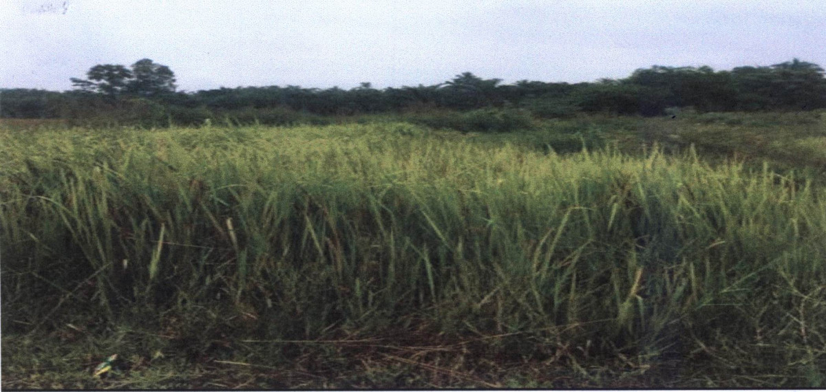 Residential land/lot Chumphon Mueang Chumphon Wang Phai 192063