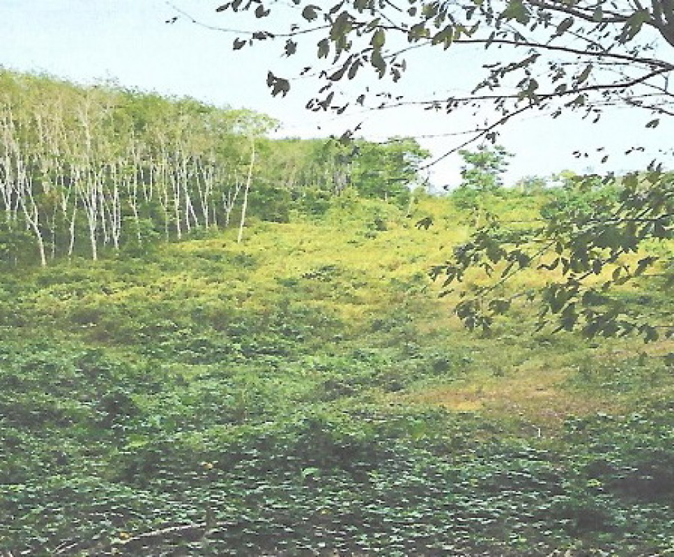 Residential land/lot Trang Mueang Trang Nam Phut 348000