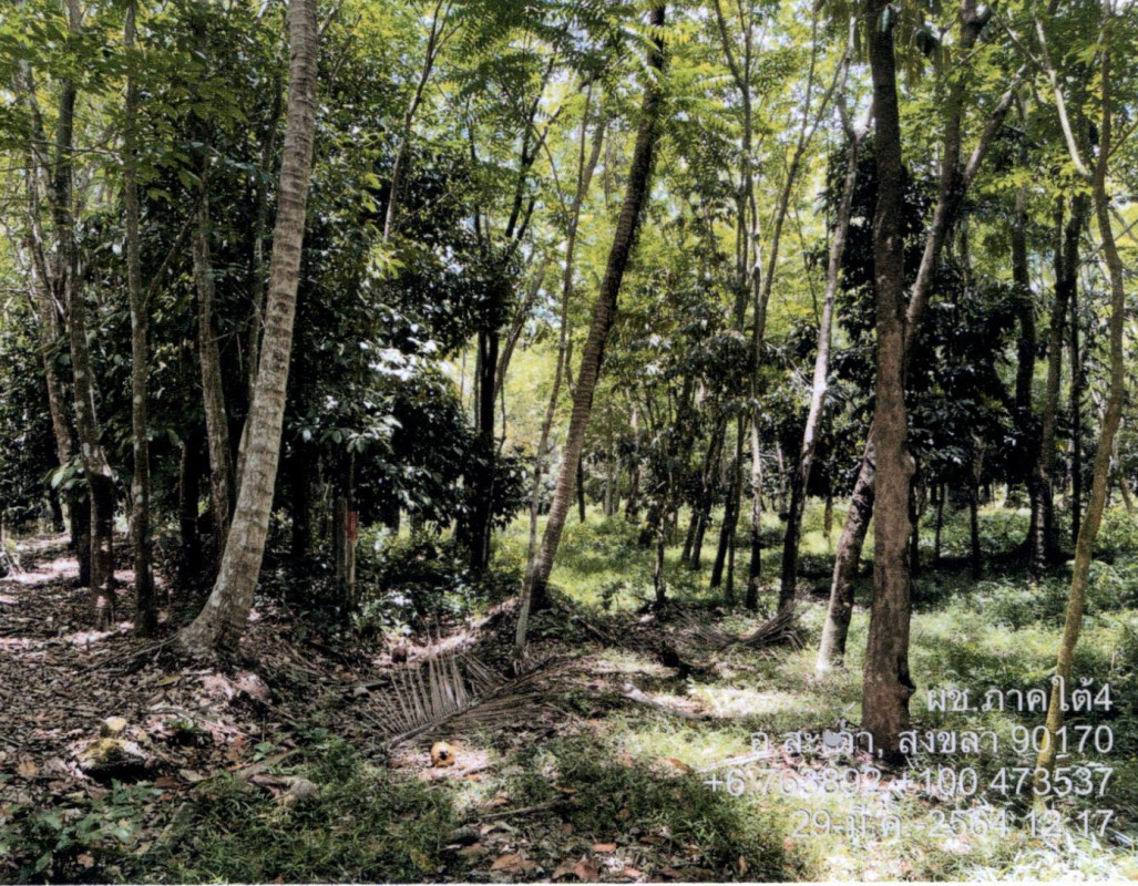 Residential land/lot Songkhla Sadao Phang La 1253020