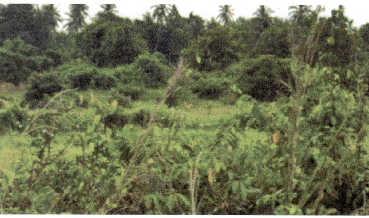 Residential land/lot Pattani Mueang Pattani Talu Bo 195080