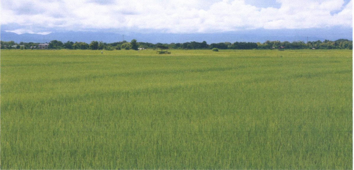 ที่ดินเปล่า แพร่ เมืองแพร่ ทุ่งกวาว 262800