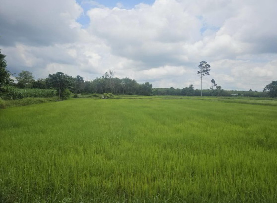 Residential land/lot Kalasin Somdet Lam Huai Lua 240000