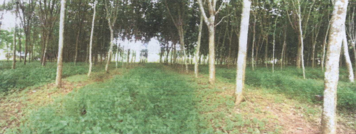 Residential land/lot Surat Thani Kanchanadit Chang Khwa 1594020