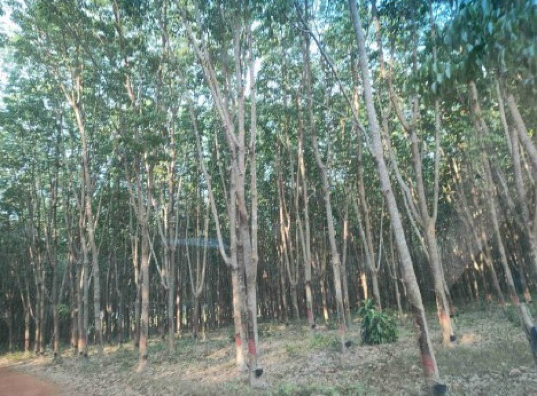 Residential land/lot Nakhon Phanom Mueang Nakhon Phanom Kham Toei 2792250