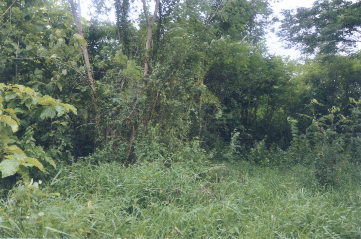 ที่ดินเปล่า แพร่ เมืองแพร่ ทุ่งกวาว 244800