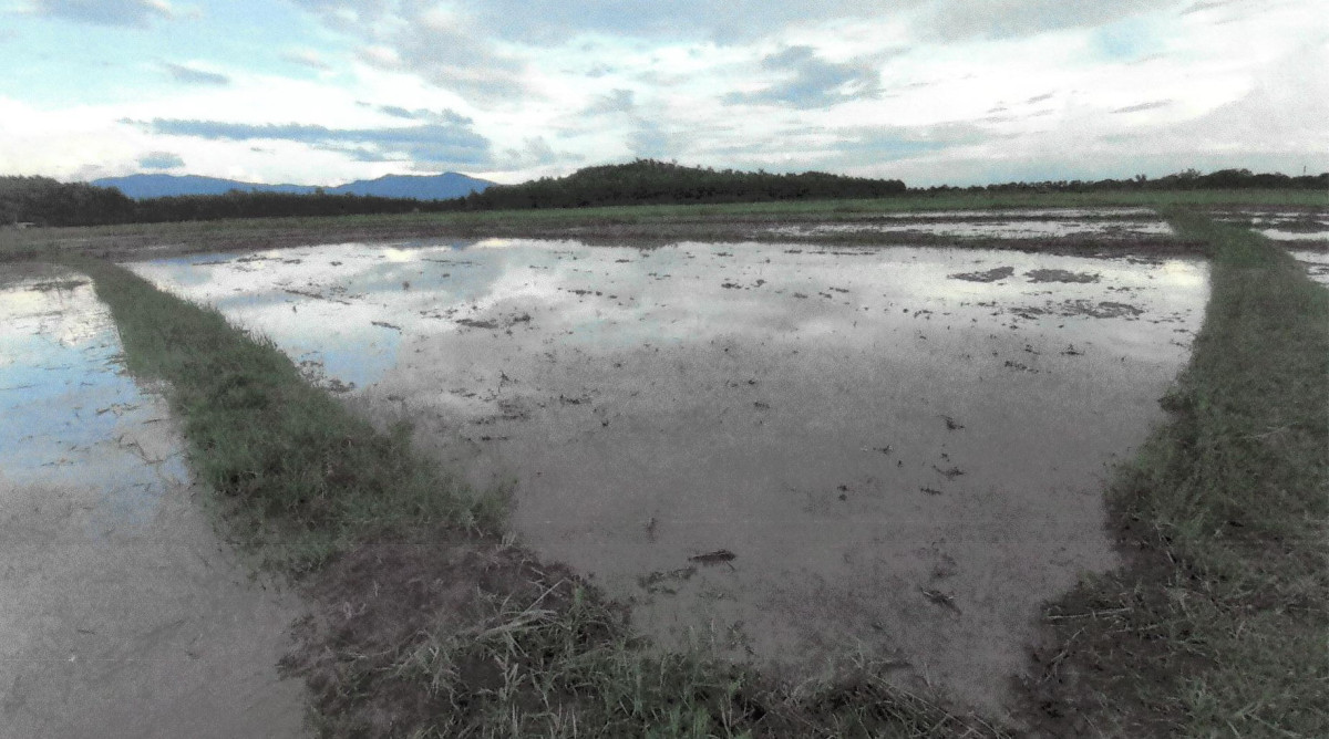 Residential land/lot Chiang Rai Phaya Mengrai Mengrai 184000