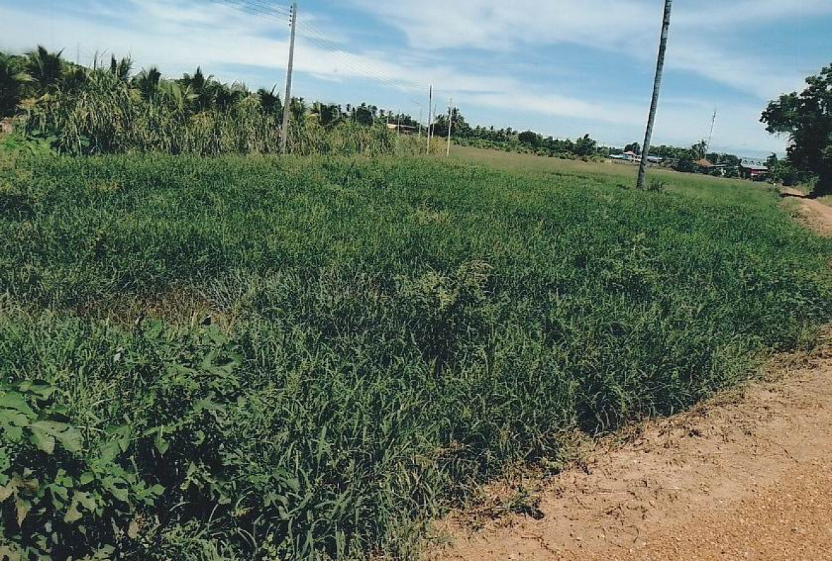 Residential land/lot Sukhothai Mueang Sukhothai Tan Tia 791000