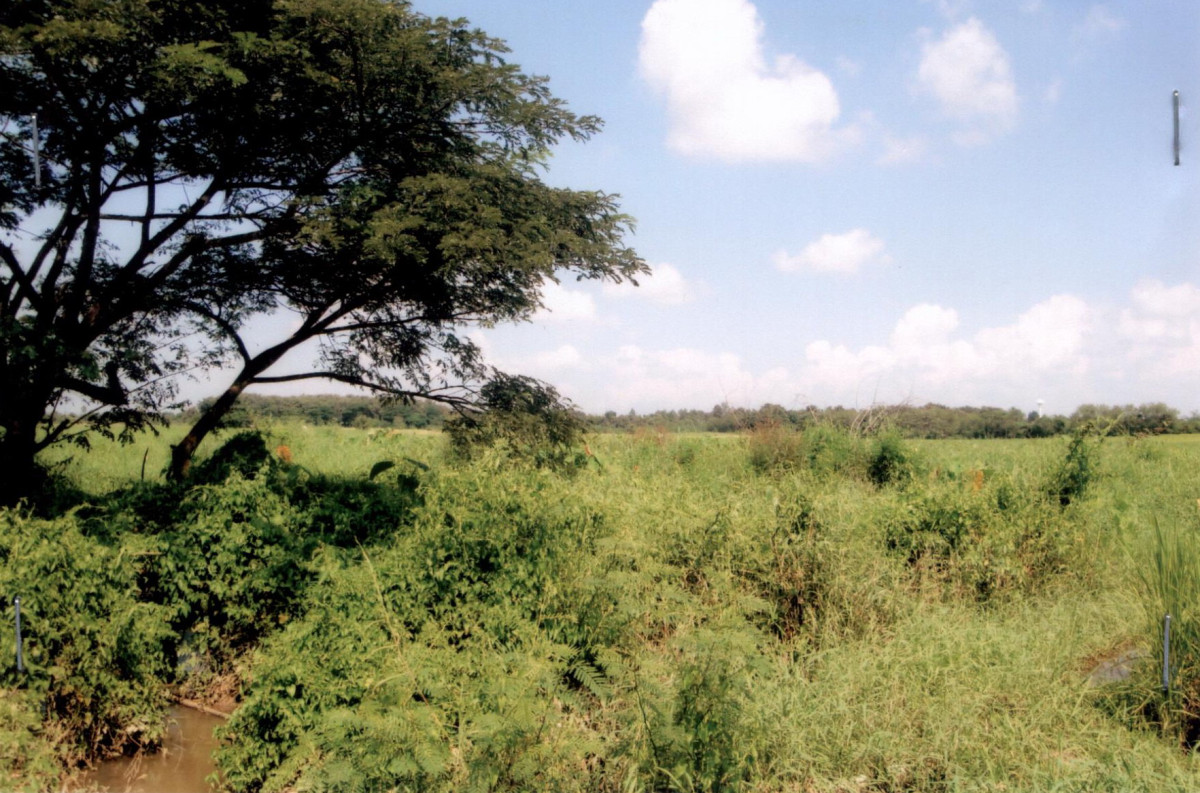 Residential land/lot Lampang Chae Hom Chae Hom 54000